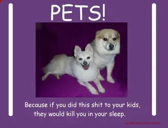 $Pets.webp