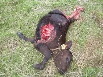 $Wolf_killed_calf_Wallowa_Co_5-5-10.webp