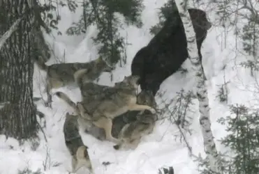 $WolvesKillingBullMoose3.webp