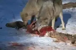 $wolf_eat001.webp