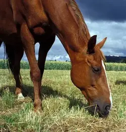 $Horse Grazing.webp
