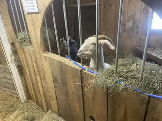 Anna Abigail green hay 2.webp