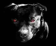 dark dogs.webp