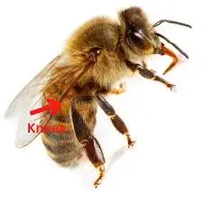 1773525079667.webp