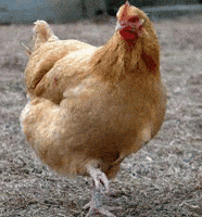 200.gif