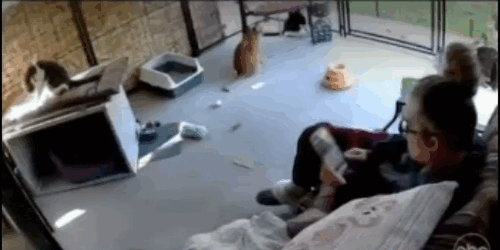 cat 1.5x fin.gif