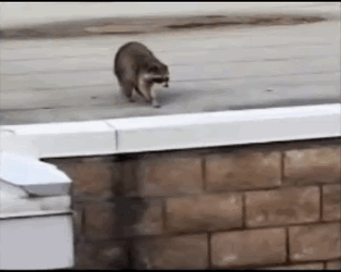 coon 3.5.gif