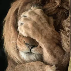 Icantbelieveit.webp
