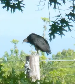 DSCN6036.webp