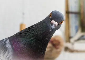 pigeon from Garriosn Keillor lol.webp