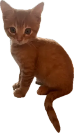 1777853948861.webp