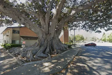 GEOCACHE TREE.webp