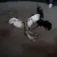 1778971190747.webp