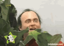bushes1.gif