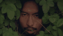 bushes2.gif