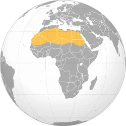 1779390998886.webp