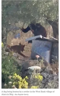 Beating pup Israeli Settler.webp