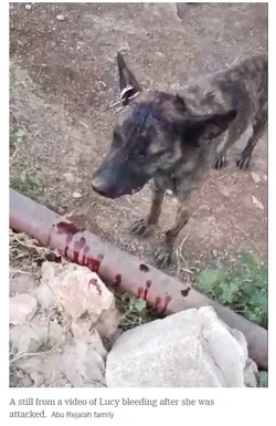 Beating pup Israeli Settler ii.webp