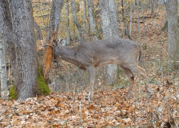 deer 4x 4.73.gif