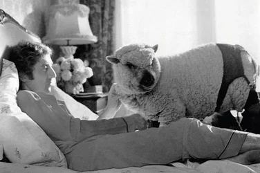 GeneWilderSheep.webp GeneWilderSheep.webp