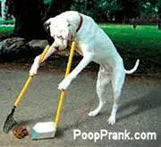 $dogpoop1.webp $dogpoop1.webp