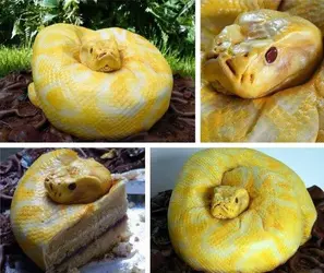 $snake cake.webp