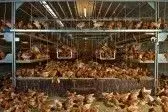 $11396510-poultry-pictured.webp $11396510-poultry-pictured.webp