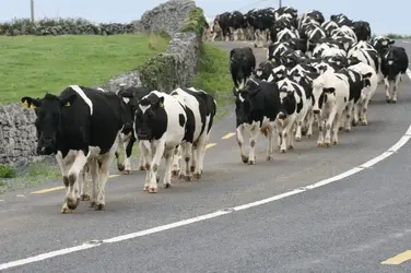 Cows Walking.webp Cows Walking.webp