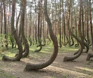 $tree.webp
