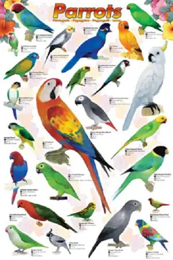 $00001 a few Parrots.webp