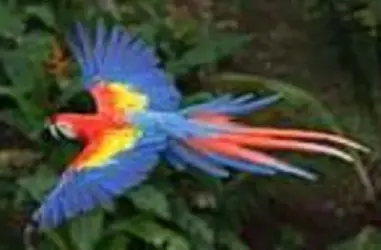 $Scarlet Macaw in flight dorsal view.webp