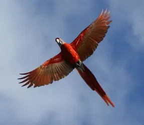 $Scarlet Macaw in flight ventral view.webp