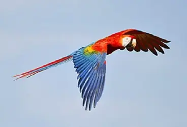 $Scarlet Macaw in flight showing both top and underneath wings.webp