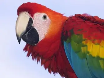 $Scarlet Macaw head detail.webp