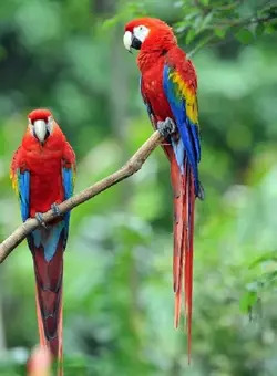 $Scarlet Macaw Pair Percheson.webp