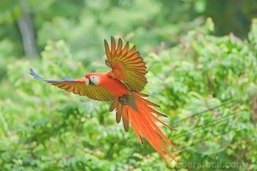 $Scarlet Macaw showing spread from below.jpg