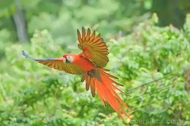 $Scarlet Macaw showing spread from below.webp