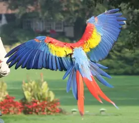 $Scarlet Macaw showing tail spread when flying from above.webp