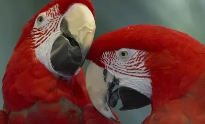$Scarlet Macaw 2a.webp