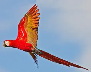 $Scarlet Macaw in sunlight from below.webp