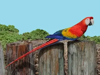 $Scarlet Macaw on Fence.webp