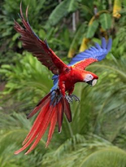 $Scarlet Macaw Landing.jpg