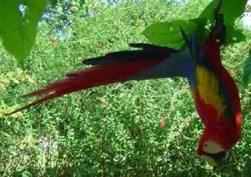 $Scarlet_Macaw clowning.webp