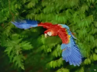 $Scarlet Macaw starting to fly upward from jungle.webp