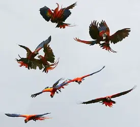 $Scarlet Macaws in flock flying.webp