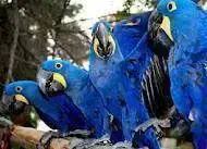$Hyacinth Macaw.webp