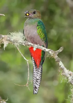 $Resplendent Quetzal female.webp