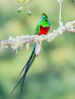 $Resplendent Quetzal full view 1.webp