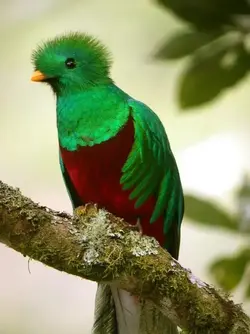$Resplendent Quetzal Male jpg.webp
