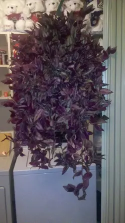 $plant2.webp
